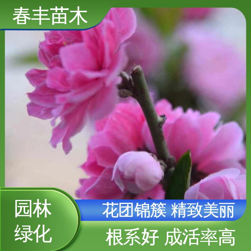 春丰苗木 基地供应 照手桃6-8公分 成活率高 适应性强
