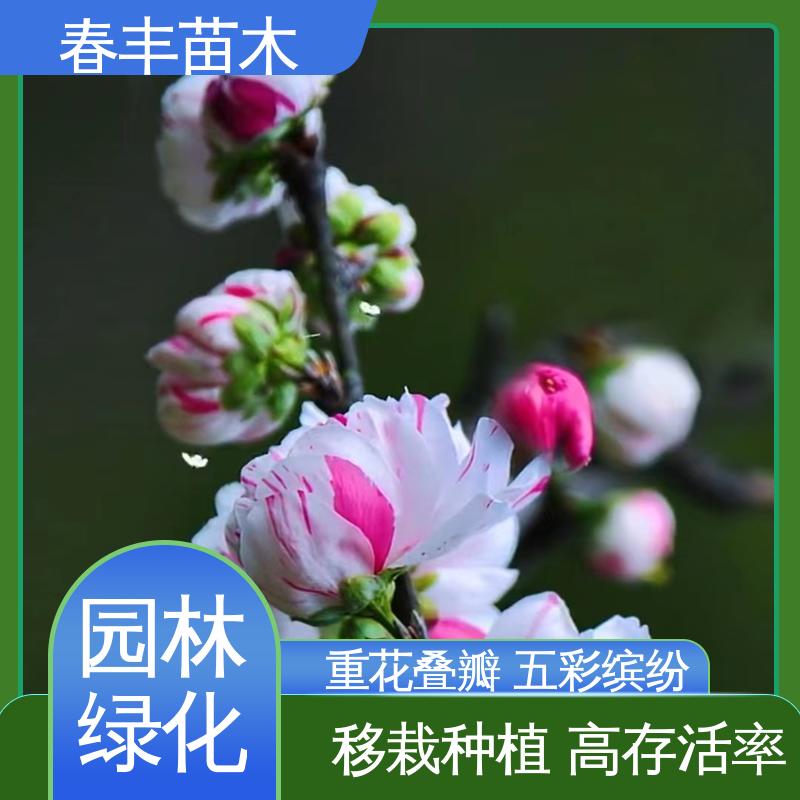 春丰苗木 基地现挖 品虹桃树50元上车价 包装好 成活率高