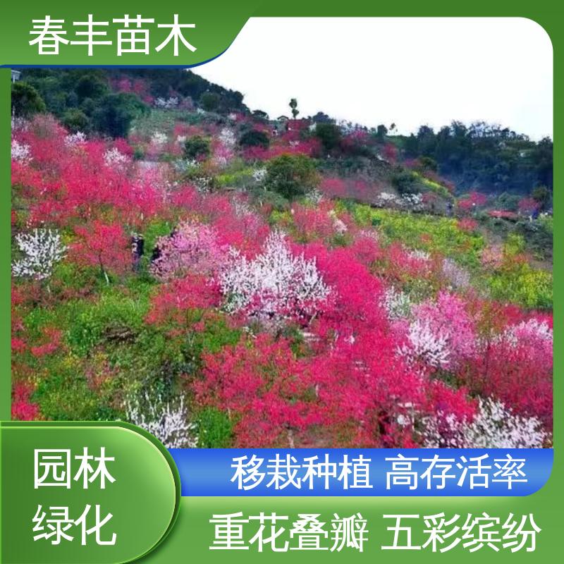 春丰苗木 基地供应 绛桃树6-8公分 包装好 成活率高