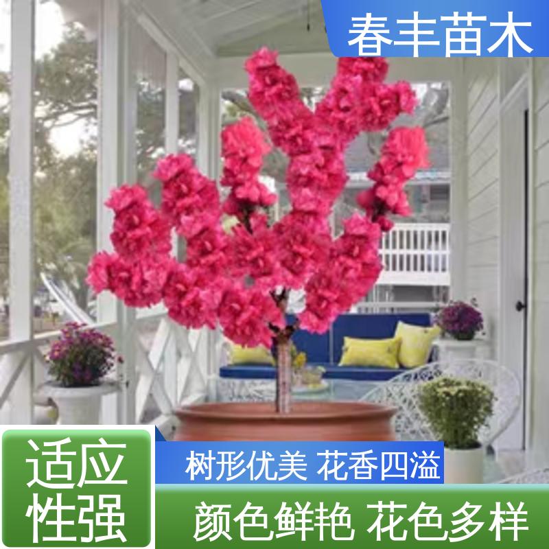 春丰苗木 观赏桃树5公分 庭院小区绿化造景树 花瓣多 花朵大 效果佳