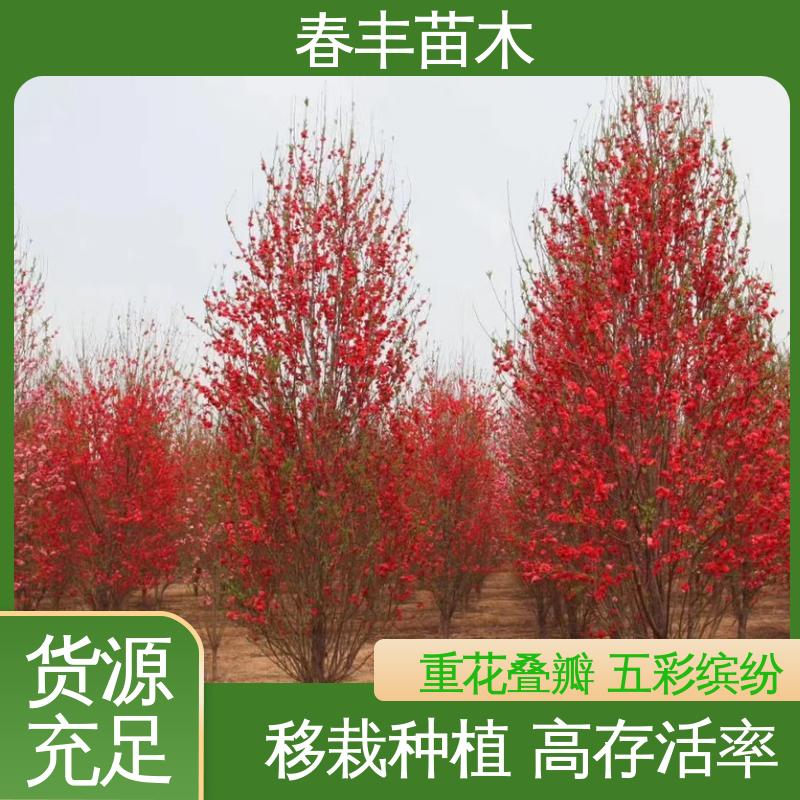 春丰苗木 基地现挖 二色桃6-8公分 包装好 成活率高
