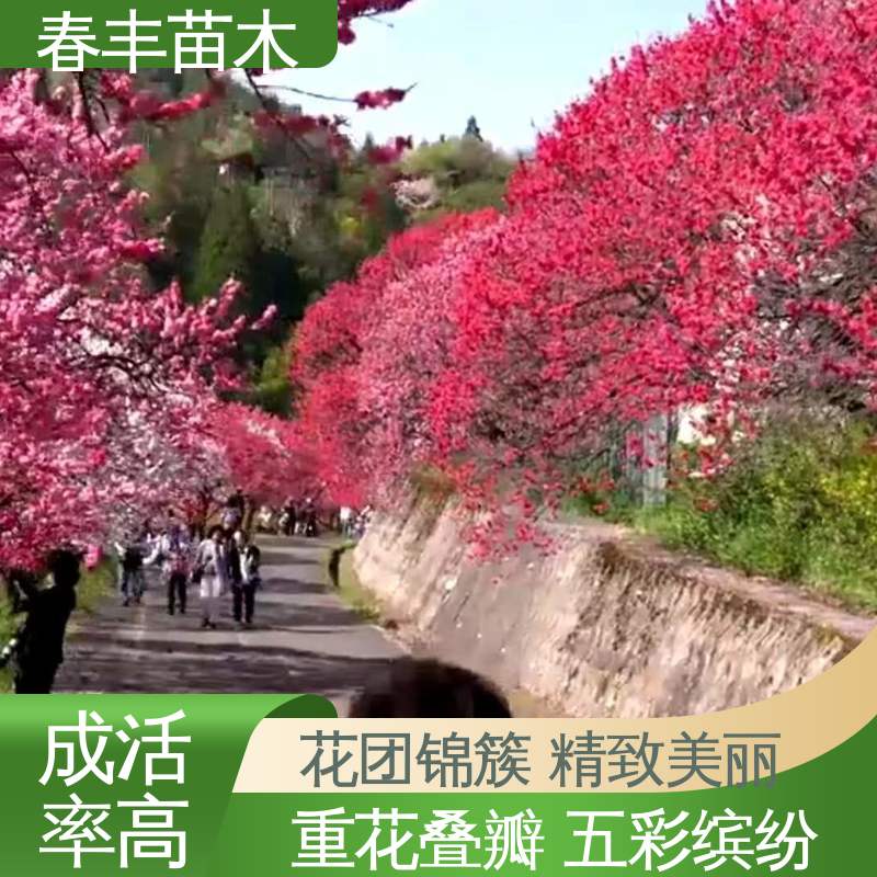 春丰苗木 观赏桃树苗批发零售 庭院小区绿化造景树 重花叠瓣 五彩缤纷