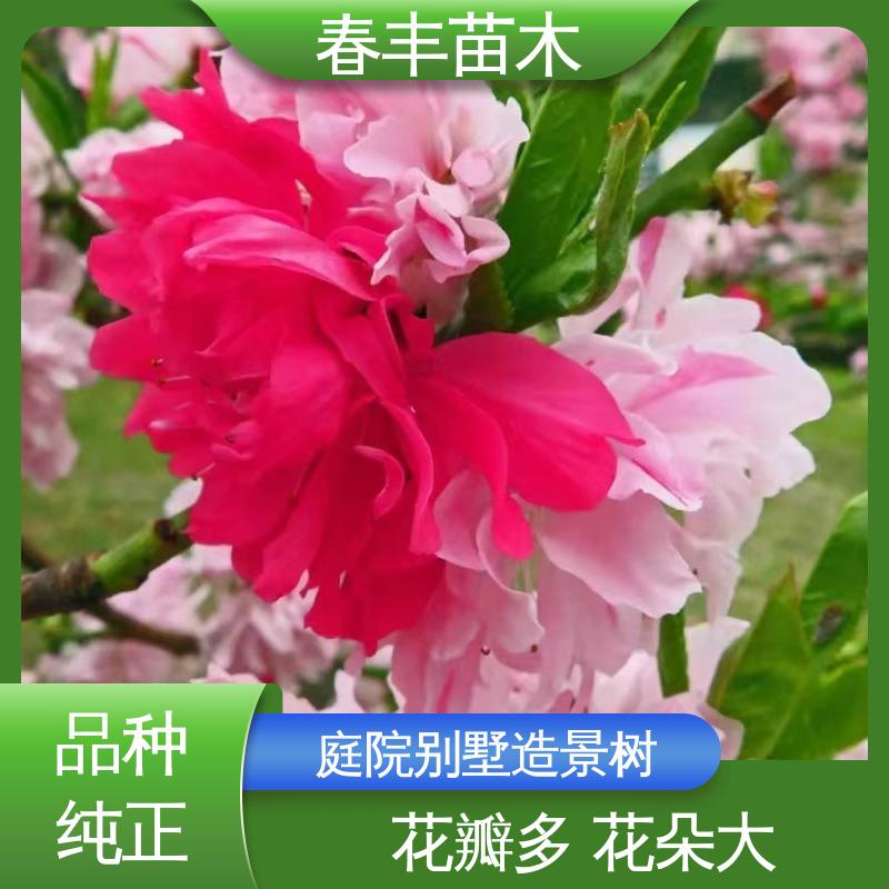 春丰苗木 基地现挖 粉花碧桃30元打土球上车 移栽种植 高存活率
