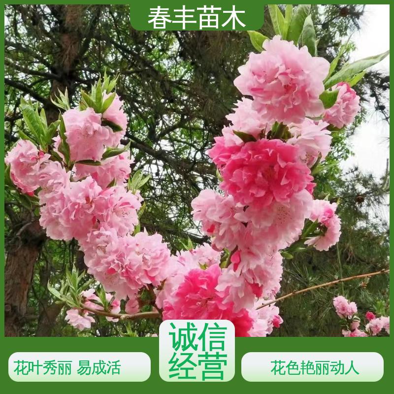 春丰苗木 基地现挖 龙珠碧桃5-9公分 颜色鲜艳 花色多样