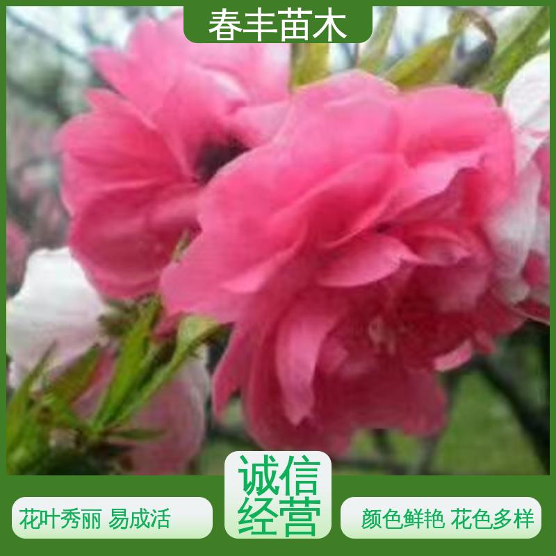 春丰苗木 基地现挖 帚桃6-8公分 移栽种植 高存活率