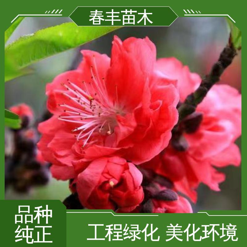 春丰苗木 观赏桃苗3元一株 树形丰富 花香四溢 花团锦簇 精致美丽