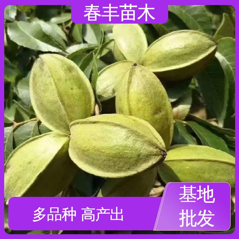 春丰苗木 美国薄壳山核桃苗1米高 多品种 成活率高 适应性强