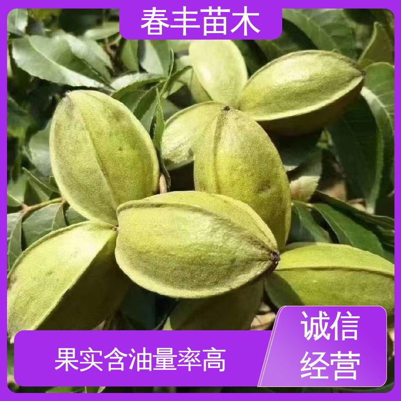 春丰苗木 美国山核桃杯苗3元一株 果实含油量高 盆栽地栽 效果佳