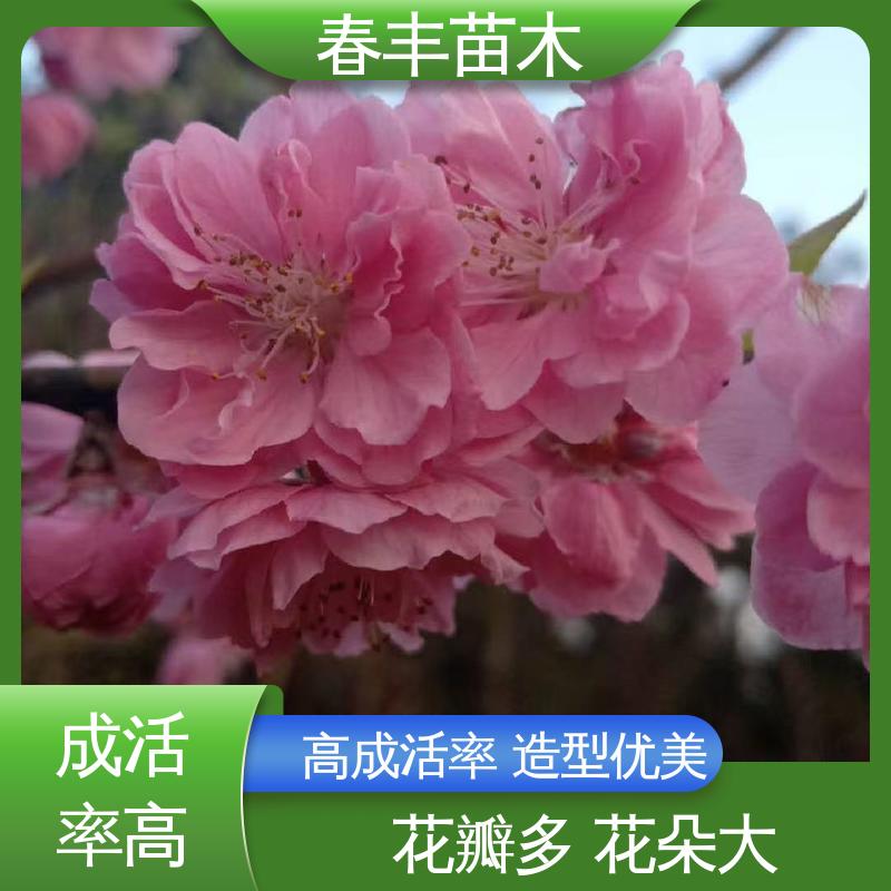 春丰苗木 观赏桃树苗2公分 园林庭院造景植物 移栽种植 高存活率