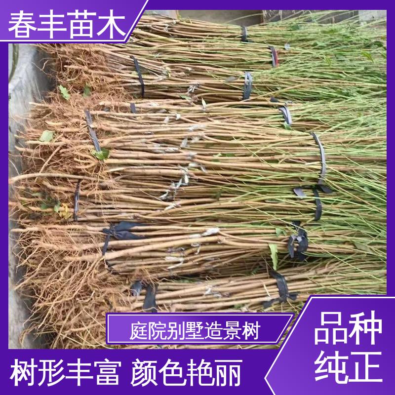 春丰苗木 观赏桃树苗重点培育 树形丰富 花香四溢 移栽种植 高存活率