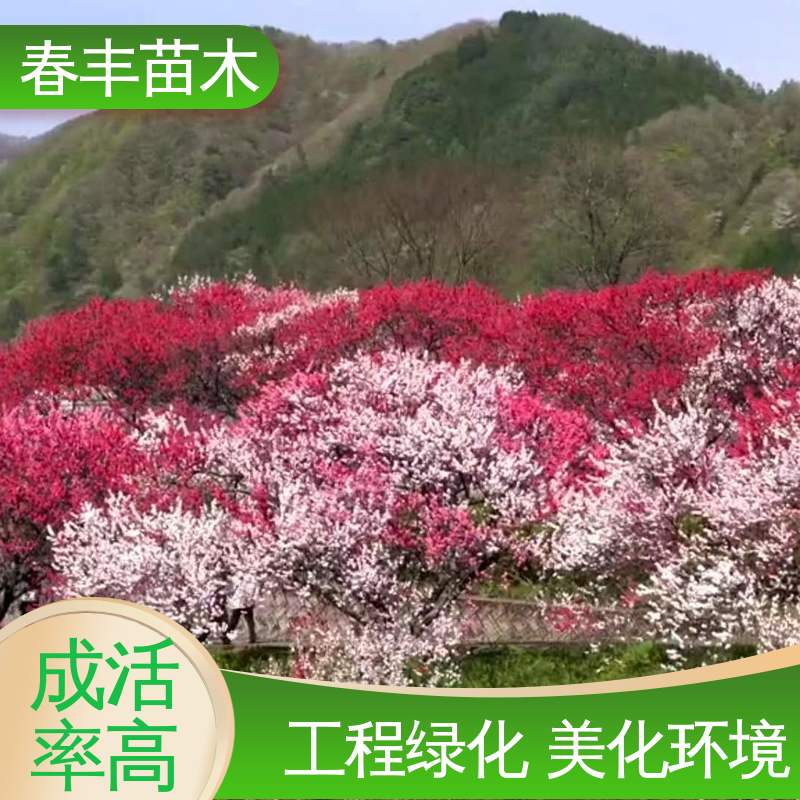 春丰苗木 观赏桃苗生产 树形丰富 花香四溢 移栽种植 高存活率