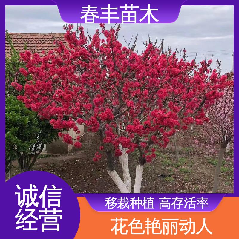 春丰苗木 观赏桃树苗2公分 公园景区装饰绿植 花瓣多 花朵大 效果佳