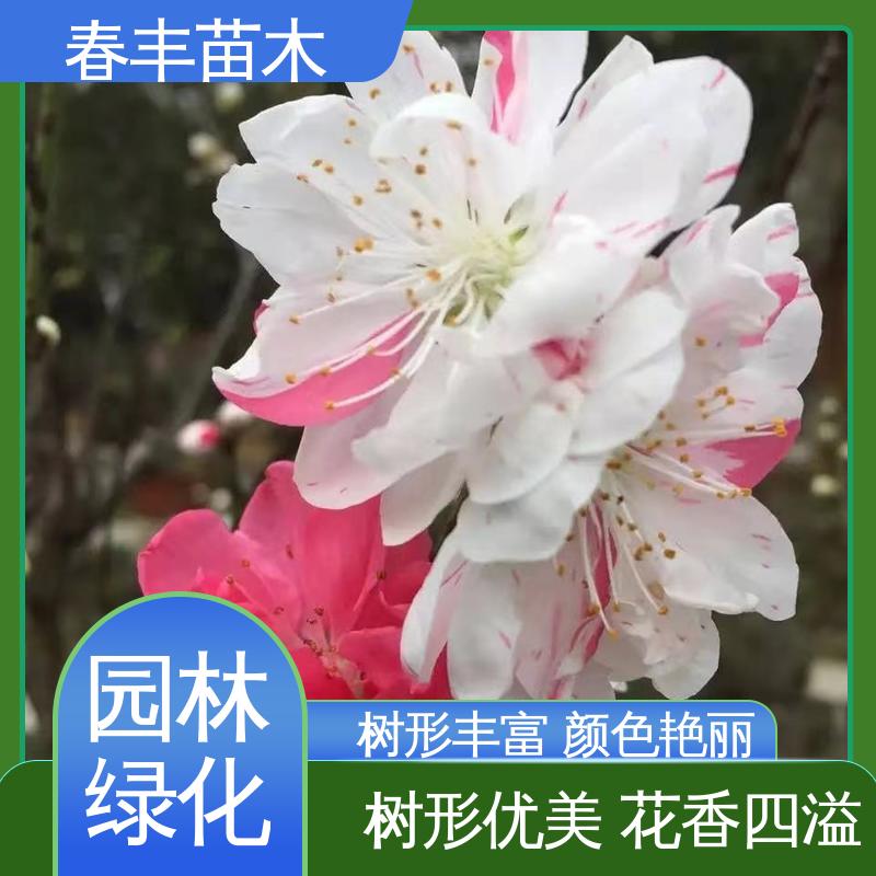 春丰苗木 基地供应 紫叶桃40元装车 质量合格 一条龙培育