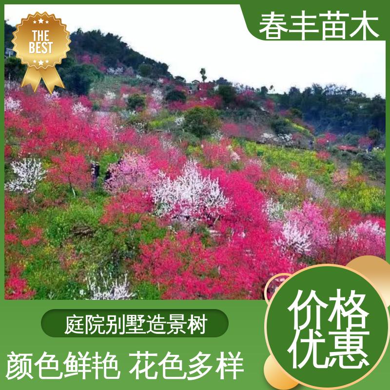 春丰苗木 基地供应 绯桃30元打土球上车 移栽种植 高存活率
