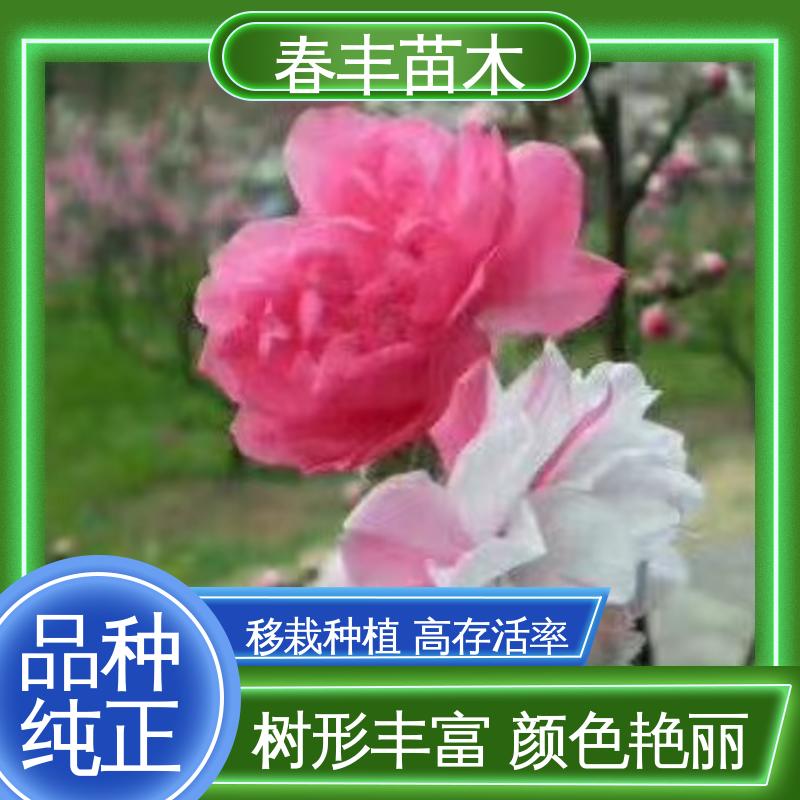 春丰苗木 基地供应 垂枝桃花30元打土球上车 移栽种植 高存活率