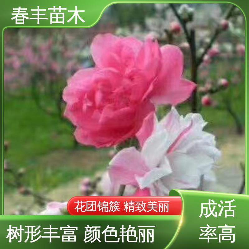 春丰苗木 基地供应 菊花碧桃40元装车 花叶秀丽 易成活