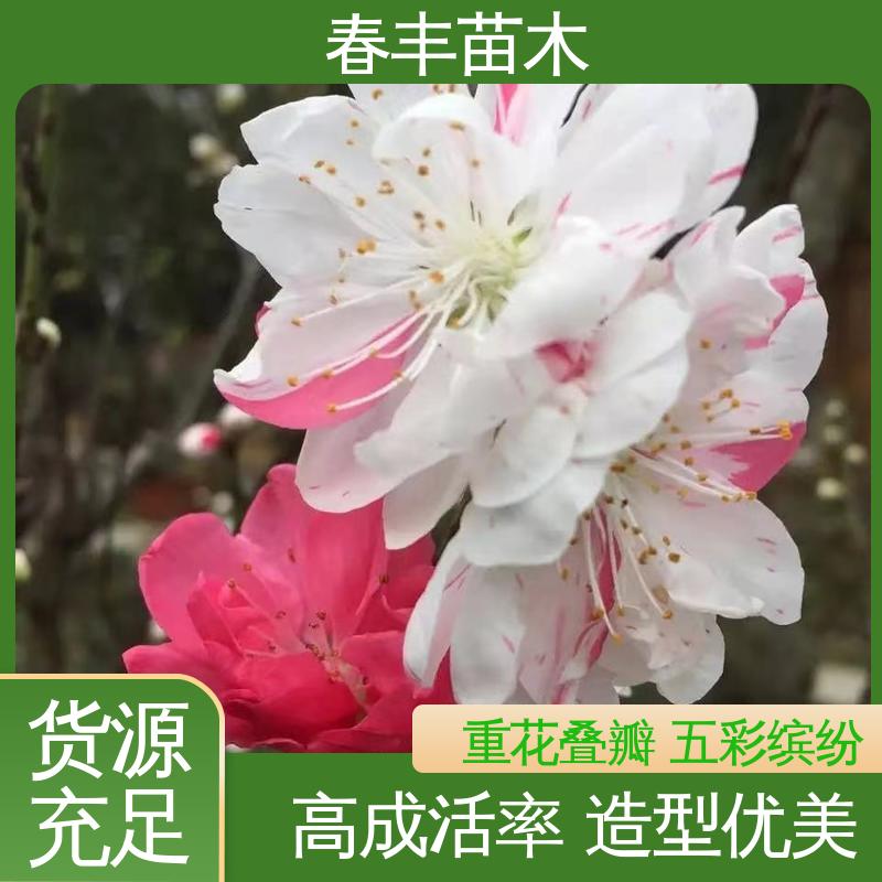 春丰苗木 基地供应 洒红桃6-8公分 包装好 成活率高