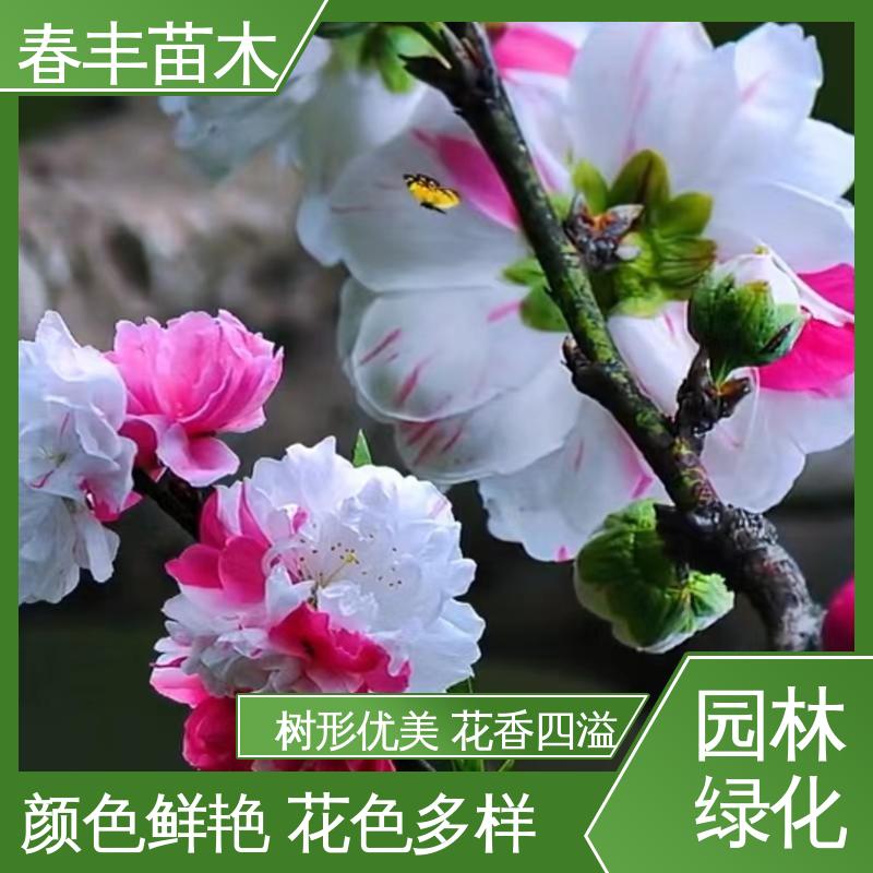 春丰苗木 基地供应 绛桃5-9公分 规格齐全 品种纯正