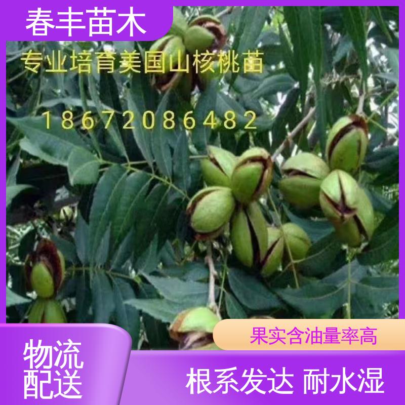 春丰苗木 美国山核桃苗1米高 品种纯正 果材兼用树种