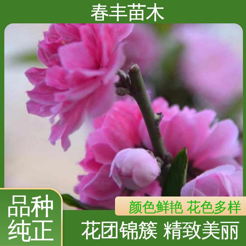 春丰苗木 基地现挖 日本丽桃6-8公分 颜色鲜艳 花色多样