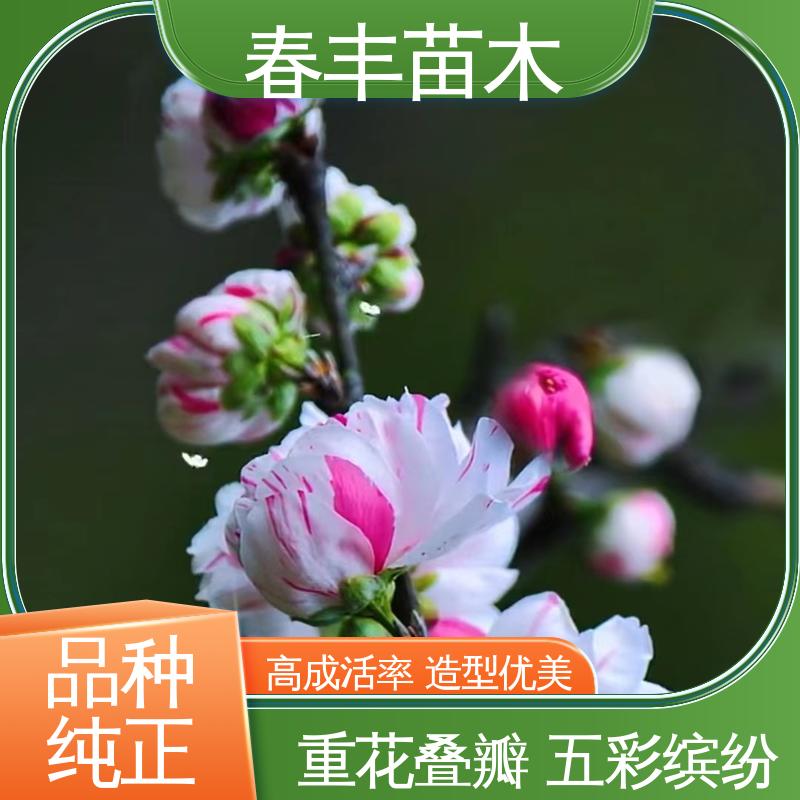 春丰苗木 基地供应 绛桃树30元打土球上车 颜色鲜艳 花色多样