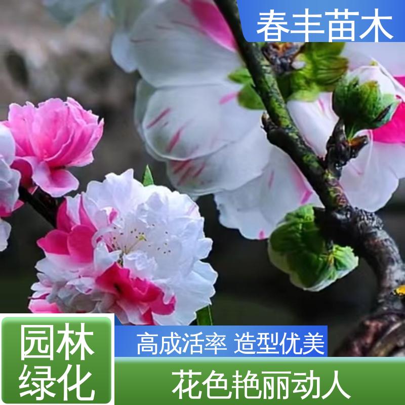 春丰苗木 基地供应 垂枝桃50元上车价 花色艳丽动人