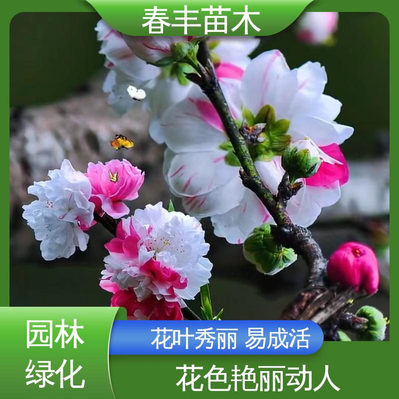 春丰苗木 基地现挖 洒红碧桃40元装车 花叶秀丽 易成活