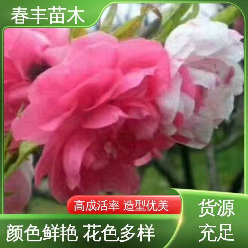 春丰苗木 基地供应 五宝桃30元打土球上车 花叶秀丽 易成活