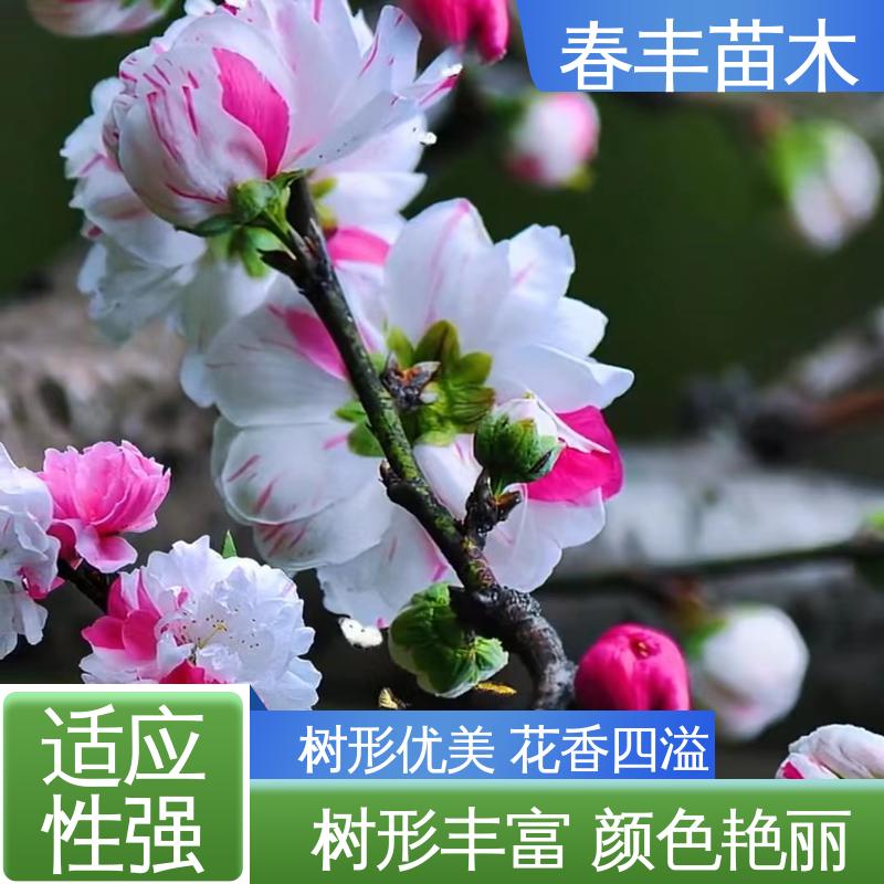 春丰苗木 基地供应 人面桃6-8公分 移栽种植 高存活率