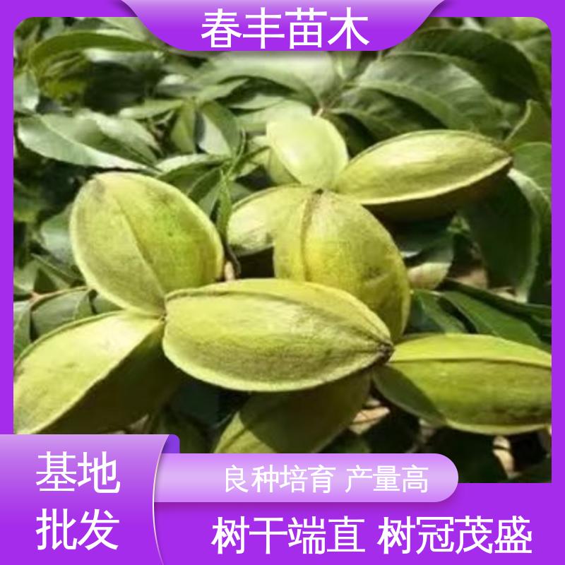 春丰苗木 美国山核桃杯装苗3元一株 产量高 成活率高 适应性强