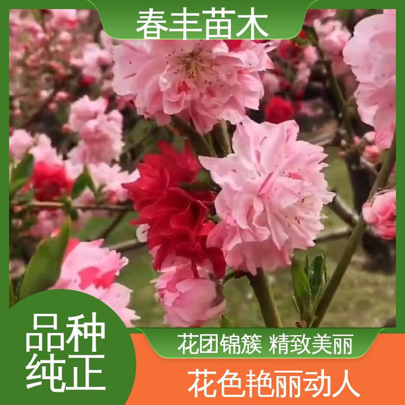春丰苗木 基地现挖 紫叶碧桃50元上车价 花叶秀丽 易成活