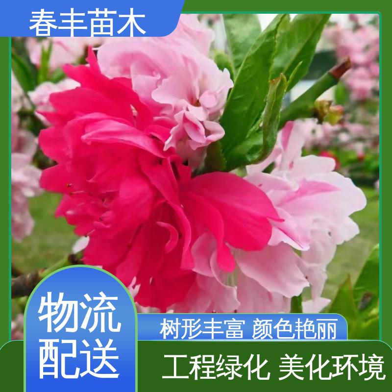 春丰苗木 基地现挖 碧桃树6-8公分 包装好 成活率高