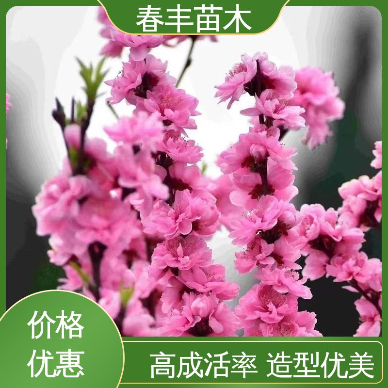 春丰苗木 基地供应 簪粉碧桃50元上车价 花色多样
