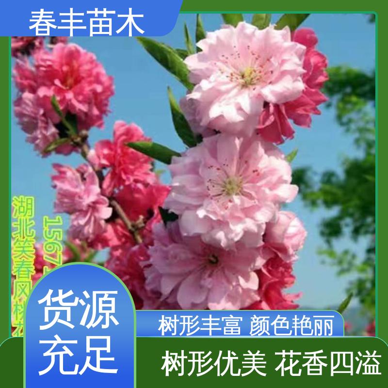 春丰苗木 基地供应 绿花桃6-8公分 花瓣多 花朵大 