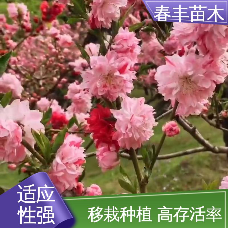 春丰苗木 基地供应 绯桃30元打土球上车 颜色鲜艳 花色多样