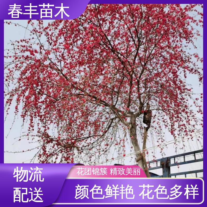 春丰苗木 找桃树苗2公分 树形丰富 花香四溢 花瓣多 花朵大 效果佳
