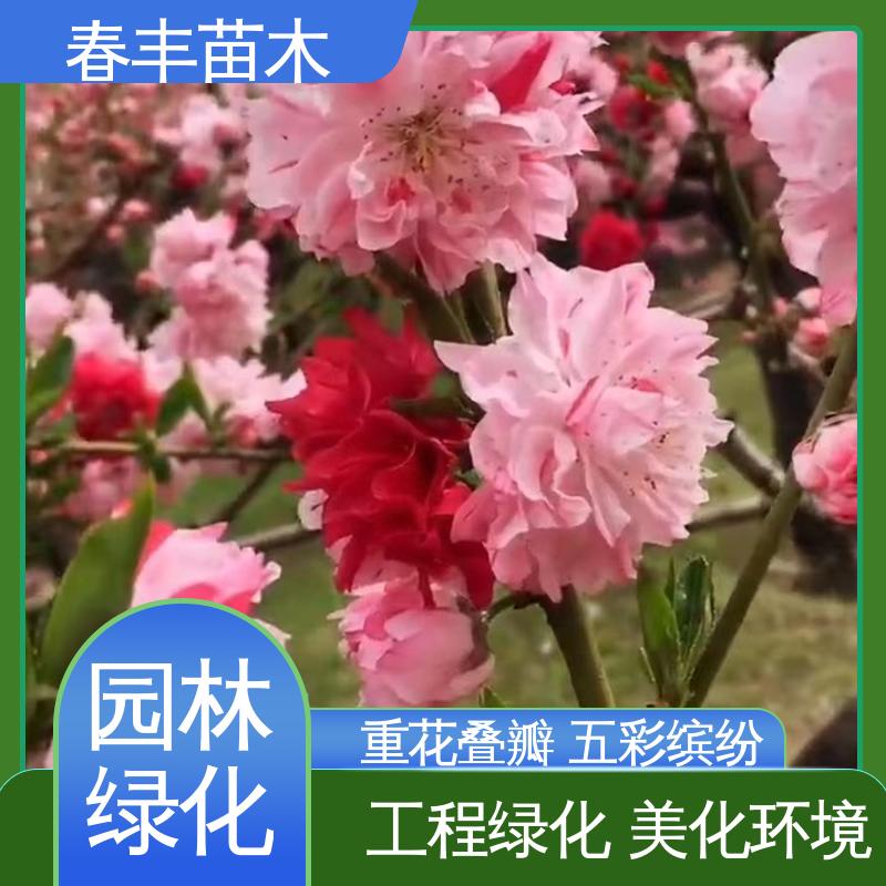 春丰苗木 基地现挖 红叶桃 8-10公分 包装好 成活率高