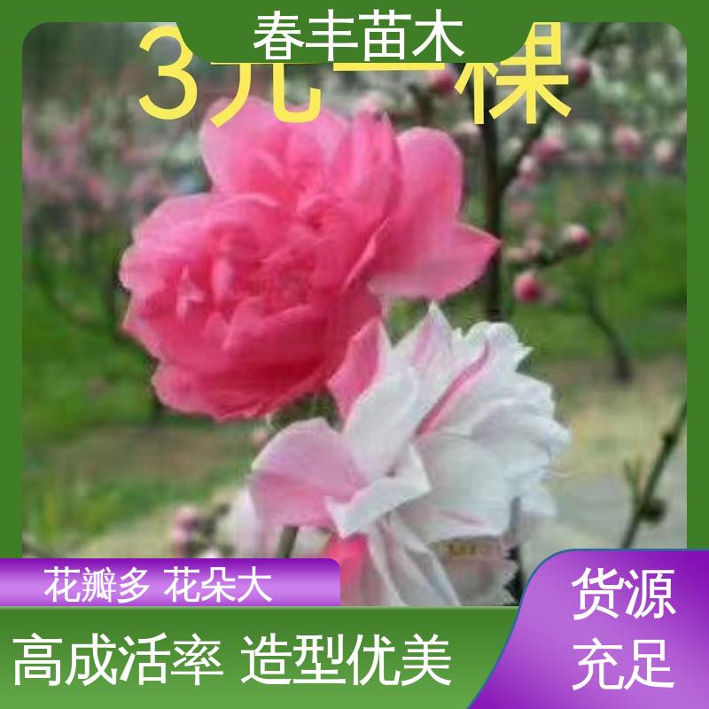 春丰苗木 基地供应 碧桃树6-8公分 移栽种植 高存活率