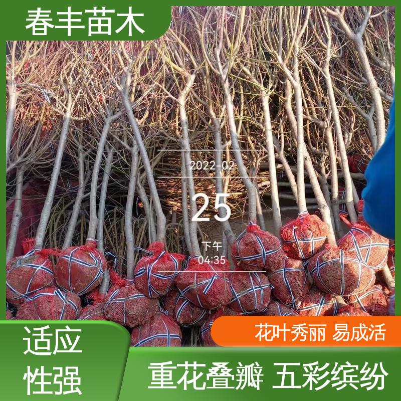 春丰苗木 找桃树苗生产 庭院别墅造景树 花色艳丽动人