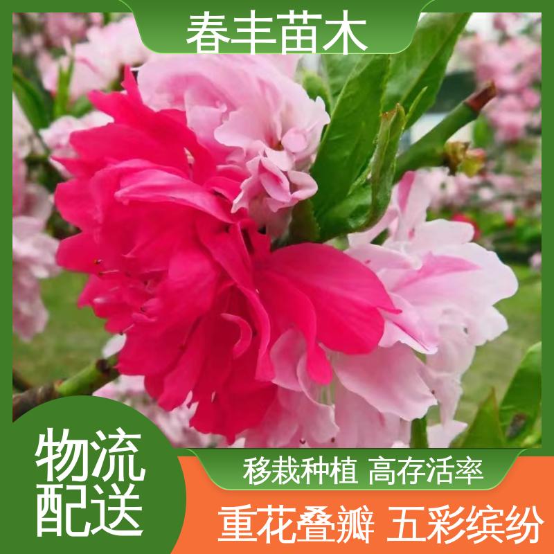 春丰苗木 基地现挖 紫叶桃6-8公分 质量合格 一条龙培育