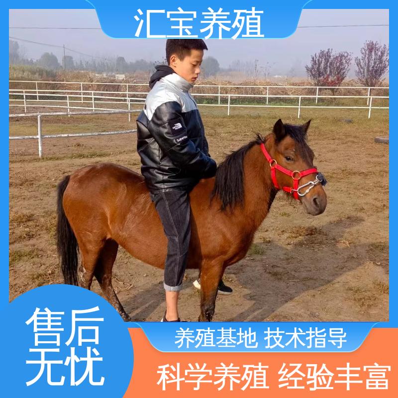  马术俱乐部 提供技术指导 进口矮马设特兰 喂养方法