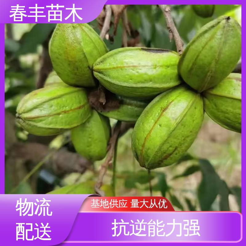 春丰苗木 碧根果树苗专业育苗 品种纯正 可孤植 丛植