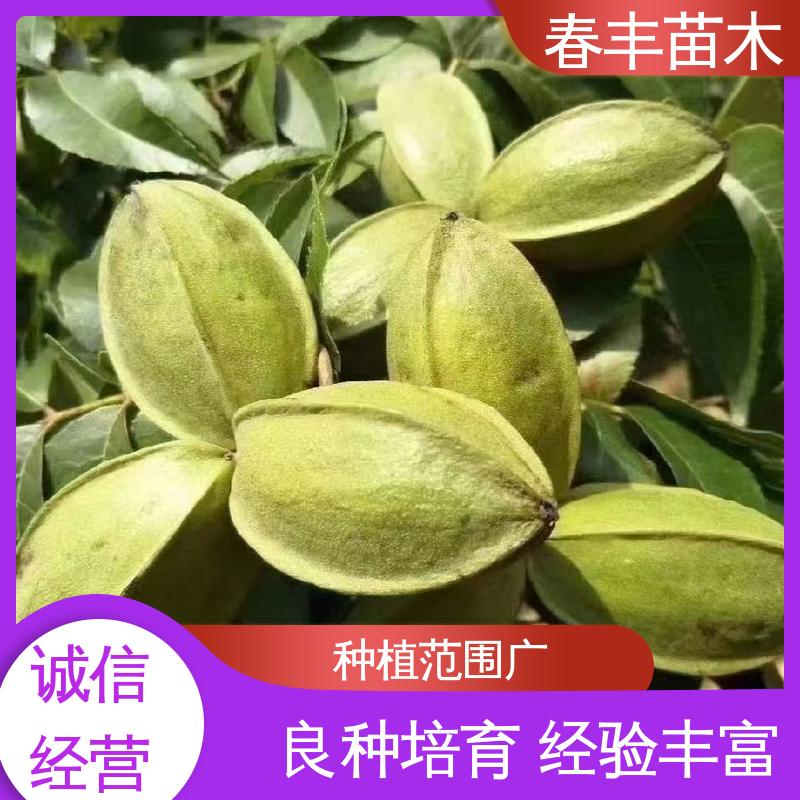 春丰苗木 美国山核桃容器苗专业育苗 良种培育 果材兼用树种