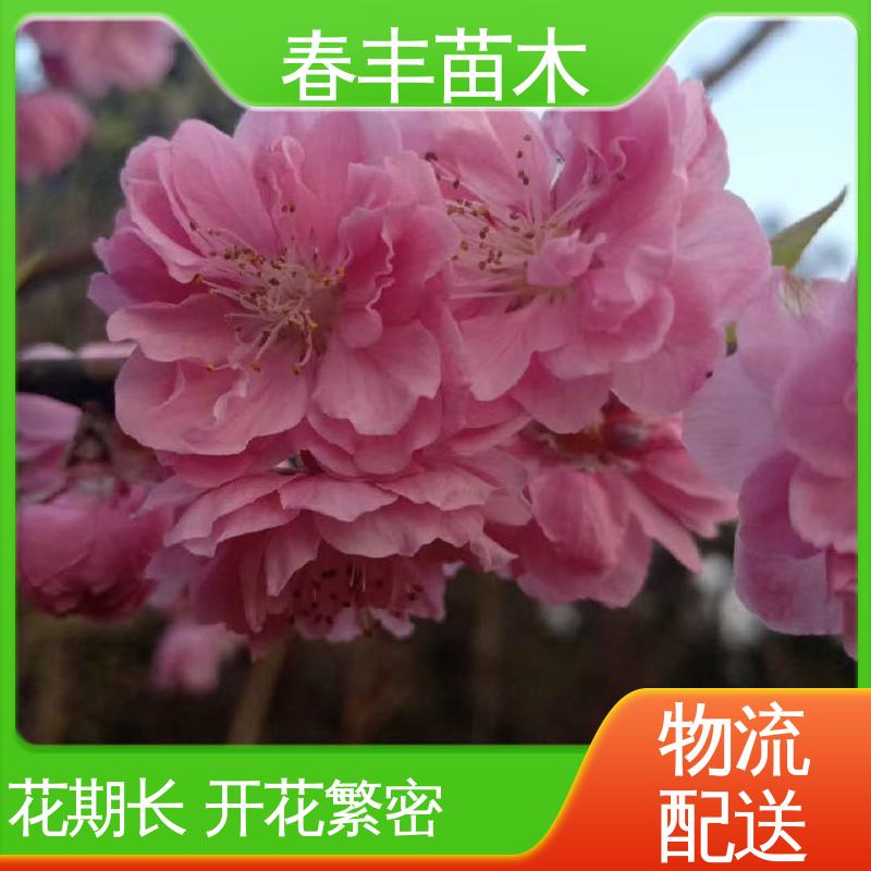春丰苗木 观赏桃苗子 工程绿化 美化环境 重花叠瓣 五彩缤纷