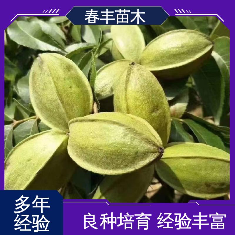 春丰苗木 碧根果嫁接苗基地生产 产量高 果材兼用树种