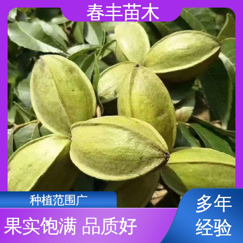 春丰苗木 美国山核桃袋苗2公分粗 品种纯正 移栽种植 高存活率