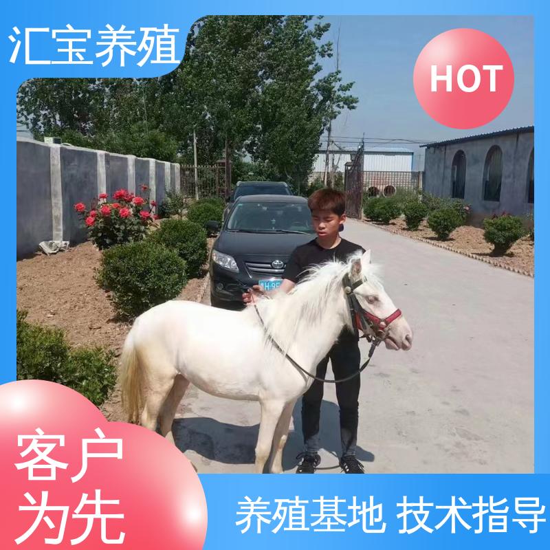饲料五谷杂粮 景区观赏 实地引种考察 进口矮马设特兰 