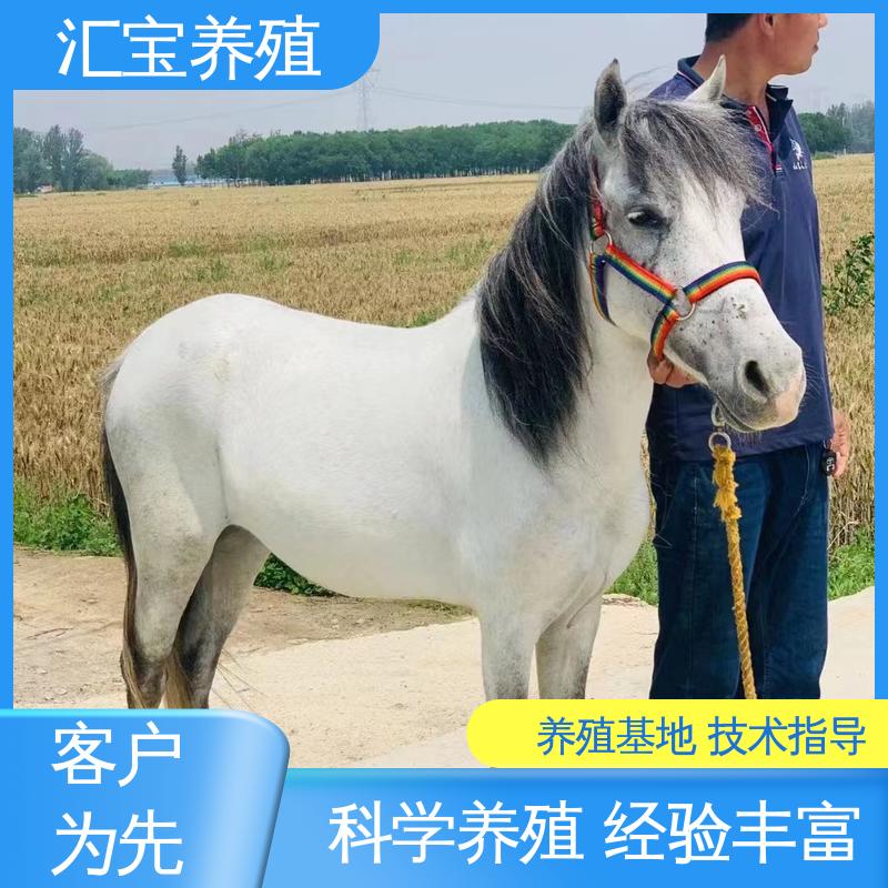 一只起发 实地引种考察 各种水果都可以吃 进口矮马设特兰 