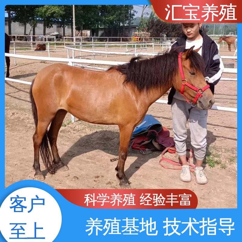 各种水果都可以吃 农家养殖矮马 马术俱乐部 包回收包健康 