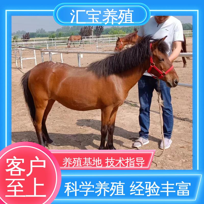  不易生病 德保矮马 包邮包运输 各种水果都可以吃